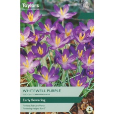 TAYLORS Crocus Whitewell Purple TAYLORS Crocus Whitewell Purple