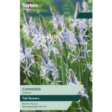 TAYLORS Camassia Cusickii TAYLORS Camassia Cusickii