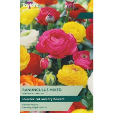 TAYLORS Ranunculus TAYLORS Ranunculus