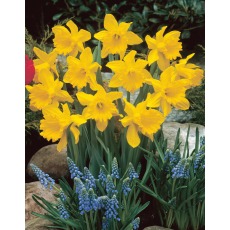 TAYLORS Narcissus King Alfred Select - 1Kg (When Packed)