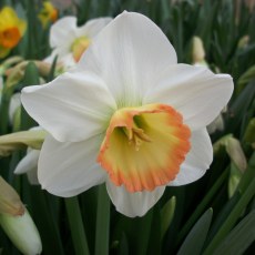 TAYLORS Narcissus Rainbow - 1Kg (When Packed)