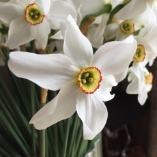 TAYLORS Narcissus PheasantS Eye I Bulk Value