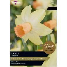 TAYLORS Narcissus Carice