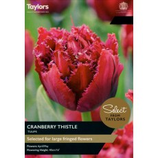 TAYLORS Tulip Cranberry Thistle
