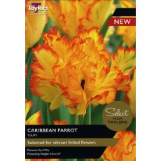 TAYLORS Tulip Caribbean Parrot