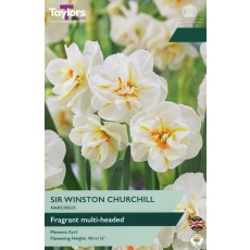 TAYLORS Narcissi Sir Winston Churchill