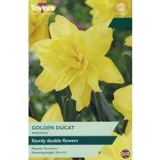 TAYLORS Narcissus Golden Ducat