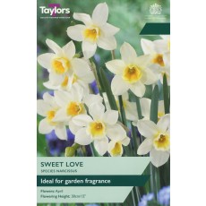 TAYLORS Narcissus Sweet Love