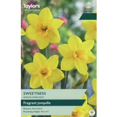 TAYLORS Narcissus Sweetness