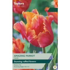 TAYLORS Tulip Amazing Parrot
