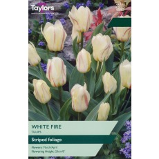 TAYLORS Tulip White Fire TAYLORS Tulip White Fire