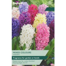 TAYLORS Hyacinth Mixed 14-15 Garden P/P