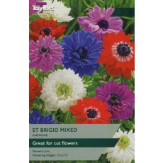 TAYLORS Anemone St. Brigid Mixed