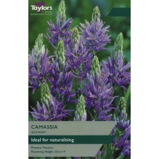TAYLORS Camassia Quamash TAYLORS Camassia Quamash