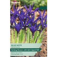 TAYLORS Iris Reticulata Blue Note
