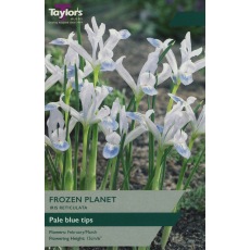 TAYLORS Iris Reticulata Frozen Planet