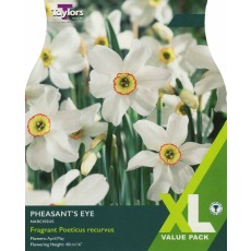 TAYLORS Narcissus Pheasants Eye - XL Range