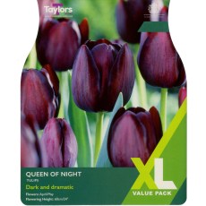 TAYLORS Tulip Queen Of Night - XL Range