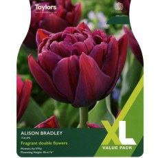 TAYLORS Tulip Alison Bradley - XL Range
