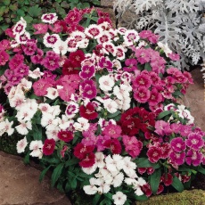 AUTUMN PACK Dianthus Festival Mix 6pk