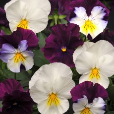 AUTUMN PACK Trailing Pansy Cool Wave Berry & Cream Mix 4pk AUTUMN PACK Trailing Pansy Cool Wave Berry & Cream Mix 4pk