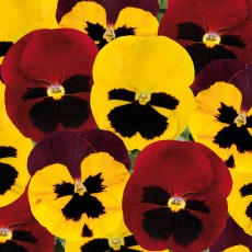 AUTUMN PACK Pansy Matrix Autumn Blaze Mix 6pk AUTUMN PACK Pansy Matrix Autumn Blaze Mix 6pk