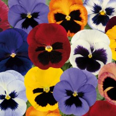AUTUMN PACK Pansy Matrix Blotch Mix 6pk AUTUMN PACK Pansy Matrix Blotch Mix 6pk