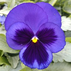 AUTUMN PACK Pansy Matrix Blue Blotch 6pk AUTUMN PACK Pansy Matrix Blue Blotch 6pk