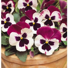AUTUMN PACK Pansy Matrix Cassis 6pk AUTUMN PACK Pansy Matrix Cassis 6pk
