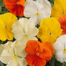 AUTUMN PACK Pansy Matrix Citrus Mix 6pk AUTUMN PACK Pansy Matrix Citrus Mix 6pk