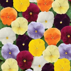AUTUMN PACK Pansy Matrix Clear Mix 6pk AUTUMN PACK Pansy Matrix Clear Mix 6pk