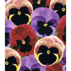 AUTUMN PACK Pansy Matrix Coastal Sunrise Mix 6pk AUTUMN PACK Pansy Matrix Coastal Sunrise Mix 6pk