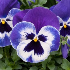 AUTUMN PACK Pansy Matrix Marina 6pk AUTUMN PACK Pansy Matrix Marina 6pk
