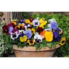 AUTUMN PACK Pansy Matrix Mix 6pk AUTUMN PACK Pansy Matrix Mix 6pk
