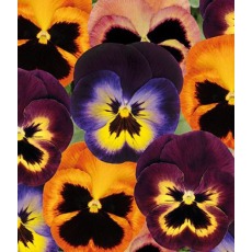 AUTUMN PACK Pansy Matrix Northern Lights Mix 6pk AUTUMN PACK Pansy Matrix Northern Lights Mix 6pk