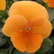 AUTUMN PACK Pansy Matrix Orange 6pk AUTUMN PACK Pansy Matrix Orange 6pk