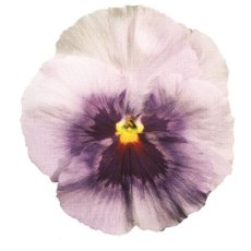 AUTUMN PACK Pansy Matrix Pink Shades 6pk