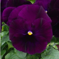 AUTUMN PACK Pansy Matrix Purple 6pk AUTUMN PACK Pansy Matrix Purple 6pk