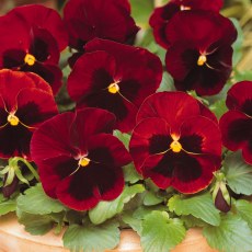 AUTUMN PACK Pansy Matrix Red Blotch 6pk AUTUMN PACK Pansy Matrix Red Blotch 6pk