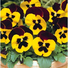 AUTUMN PACK Pansy Matrix Red Wing 6pk AUTUMN PACK Pansy Matrix Red Wing 6pk