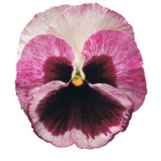 AUTUMN PACK Pansy Matrix Silhouette Mix 6pk AUTUMN PACK Pansy Matrix Silhouette Mix 6pk