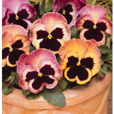 AUTUMN PACK Pansy Matrix Sunrise 6pk AUTUMN PACK Pansy Matrix Sunrise 6pk
