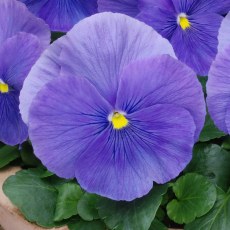 AUTUMN PACK Pansy Matrix True Blue 6pk AUTUMN PACK Pansy Matrix True Blue 6pk