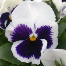 AUTUMN PACK Pansy Matrix White Blotch 6pk AUTUMN PACK Pansy Matrix White Blotch 6pk
