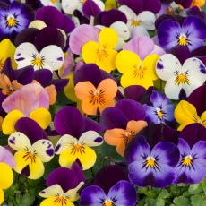 AUTUMN PACK Viola Sorbet XP Jump Up Mix 6pk AUTUMN PACK Viola Sorbet XP Jump Up Mix 6pk