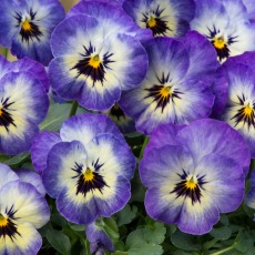 AUTUMN PACK Viola Sorbet XP Neptune 6pk