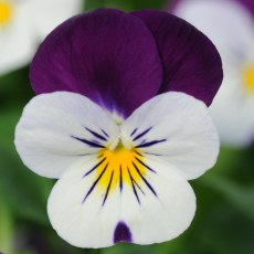 AUTUMN PACK Viola Sorbet XP White Jump Up 6pk AUTUMN PACK Viola Sorbet XP White Jump Up 6pk