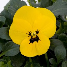 AUTUMN PACK Viola Sorbet XP Yellow Blotch 6pk