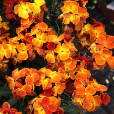AUTUMN PACK Wallflower Sugar Rush Orange 6pk AUTUMN PACK Wallflower Sugar Rush Orange 6pk