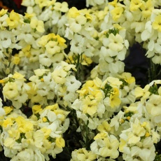 AUTUMN PACK Wallflower Sugar Rush Primrose 6pk AUTUMN PACK Wallflower Sugar Rush Primrose 6pk